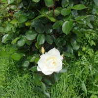 White rose blooming
