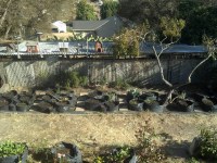 Grow Bag Garden - Week 2