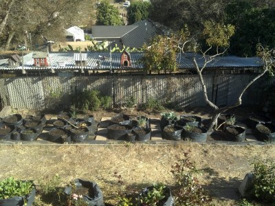 Grow Bag Garden - Week 2