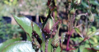 IPM in Action (ladybugs & aphids on roses)