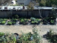 Grow Bag Garden - Week 5