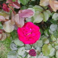 Crazy vivid cerise rose