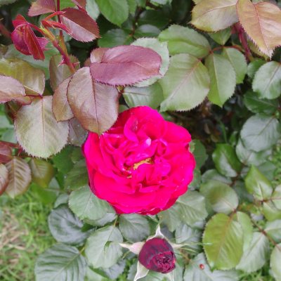 Crazy vivid cerise rose