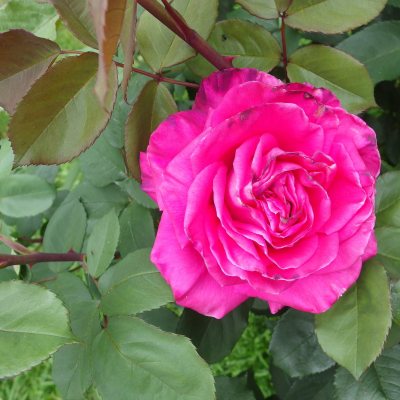 Massive deep pink rose