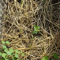 Peas and Fava beans emerging