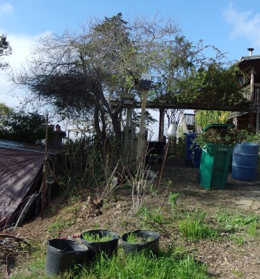 Before - the Rose-Berry bed