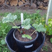 Rhubarb: lifted and protected from frost, now growing on