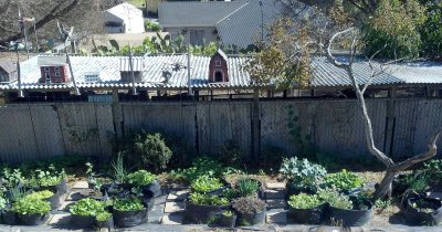 Grow Bags Garden, week 5