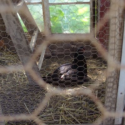 Quatorze - the first chick of 2014