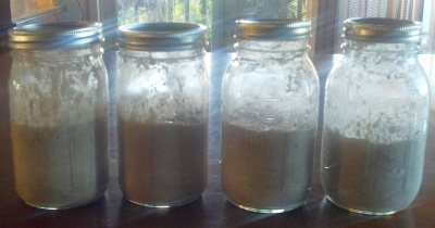 Sourdough Starter Ready for Feeding