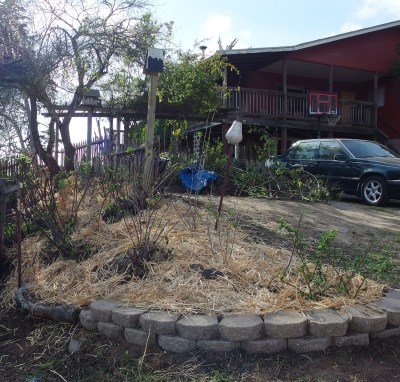 After - the Rose-Berry bed