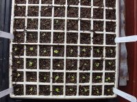 The cruciferae are coming!