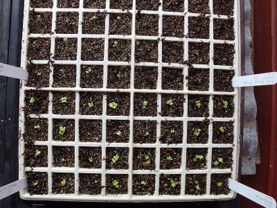 The cruciferae are coming!