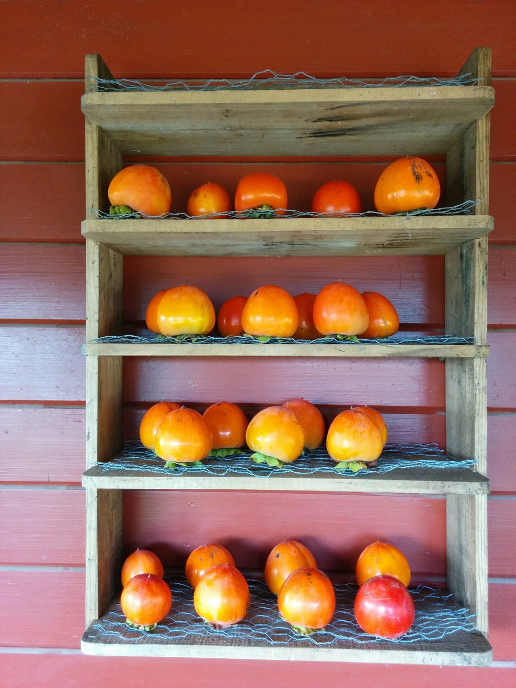 Organic Gardening is a Dirty, Sometimes Ugly&nbsp;Path…