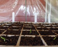 Heirloom tomato starts in the mini greenhouse