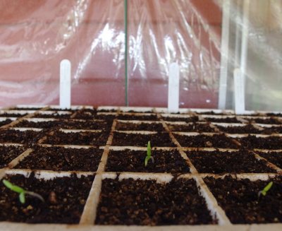 Heirloom tomato starts in the mini greenhouse