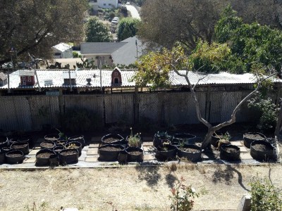 Grow Bag Garden - Week 1