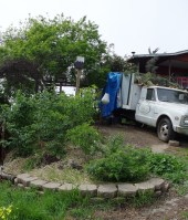 One month on - the Rose-Berry bed