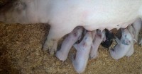 Pigs at Santa Cruz County Fair