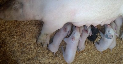 Pigs at Santa Cruz County Fair
