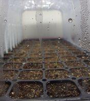 Heirloom Tomatoes germinating on the heat mat