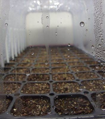 Heirloom Tomatoes germinating on the heat mat