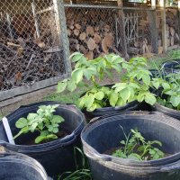 Potatoes in containers