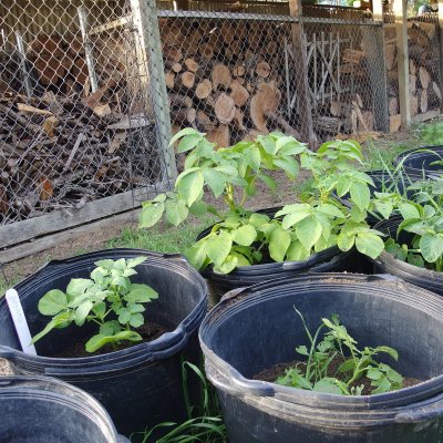 Potatoes in containers