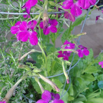 Nicotiana