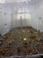 Squash germinating on the heat mat