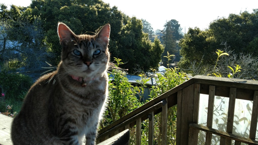 Early morning outlook with the kitty