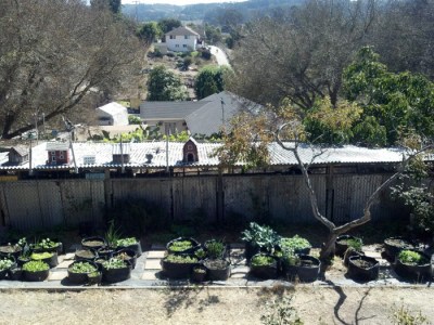 Grow Bag Garden - Week 4