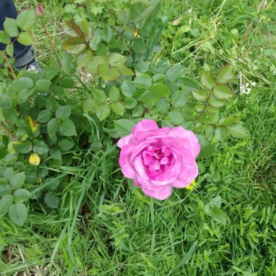 Huge pink rose blooming